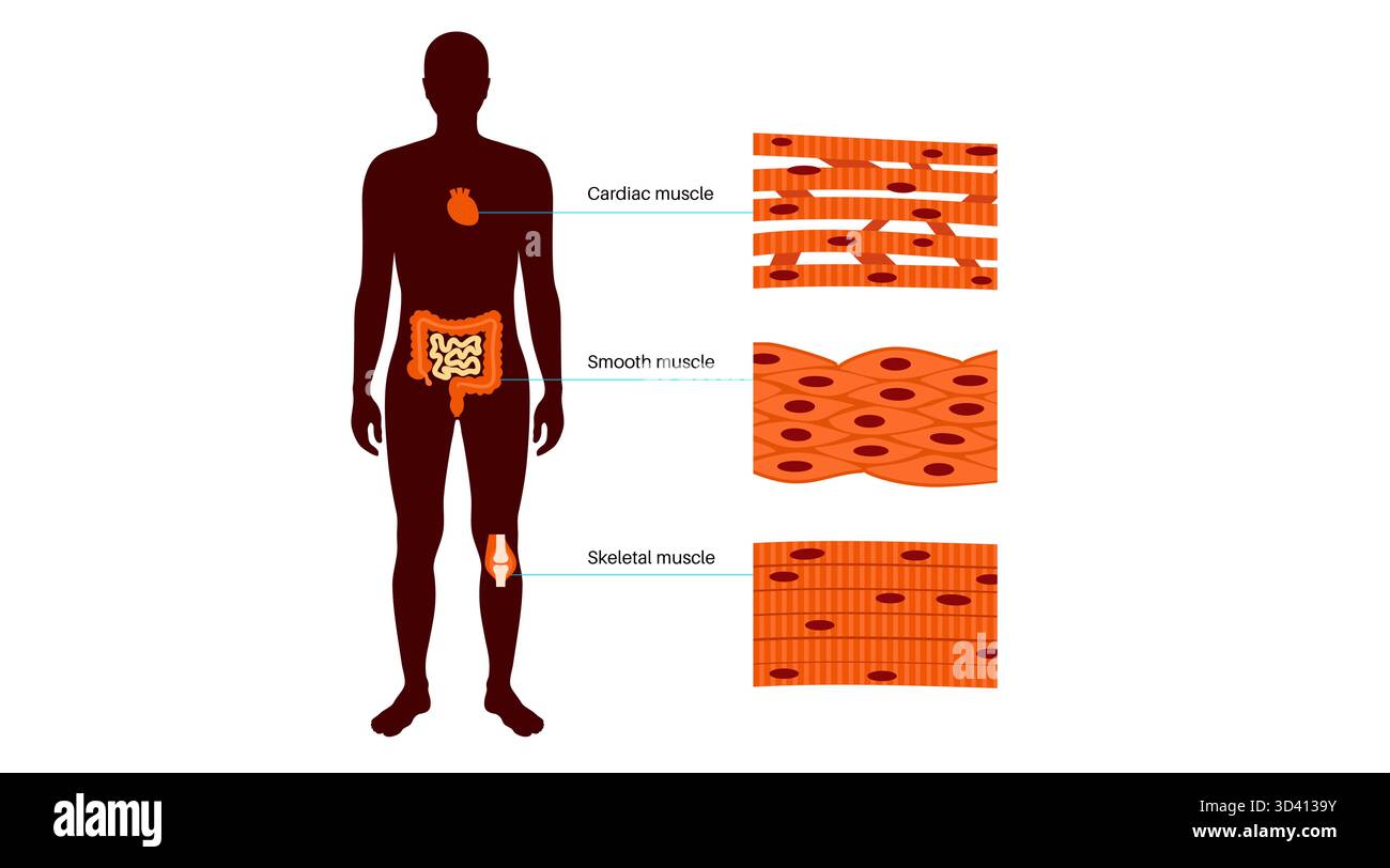 Illustration des menschlichen Muskelgewebes. Es gibt drei Haupttypen: Skelett, glatt und Herz. Die Skelettmuskulatur ist für freiwillige Bewegungen verantwortlich, die glatte Muskulatur kontrolliert unwillkürliche Handlungen in den Organen und die Herzmuskulatur pumpt Blut. Stockfoto