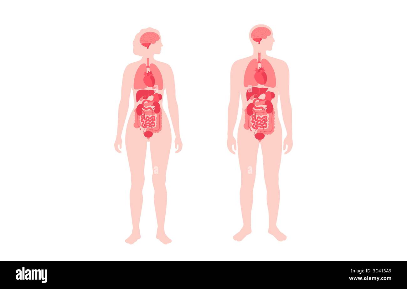 Illustration der inneren Organe bei Mann und Frau. Stockfoto