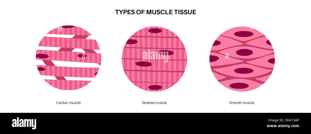 Illustration des menschlichen Muskelgewebes. Es gibt drei Haupttypen: Skelett, glatt und Herz. Die Skelettmuskulatur ist für freiwillige Bewegungen verantwortlich, die glatte Muskulatur kontrolliert unwillkürliche Handlungen in den Organen und die Herzmuskulatur pumpt Blut. Stockfoto