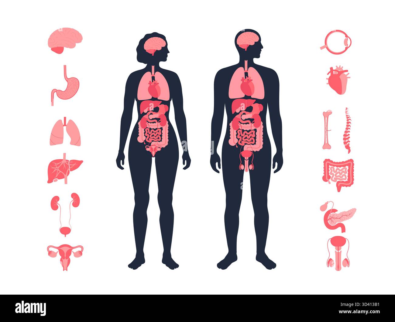 Illustration der inneren Organe bei Mann und Frau. Stockfoto