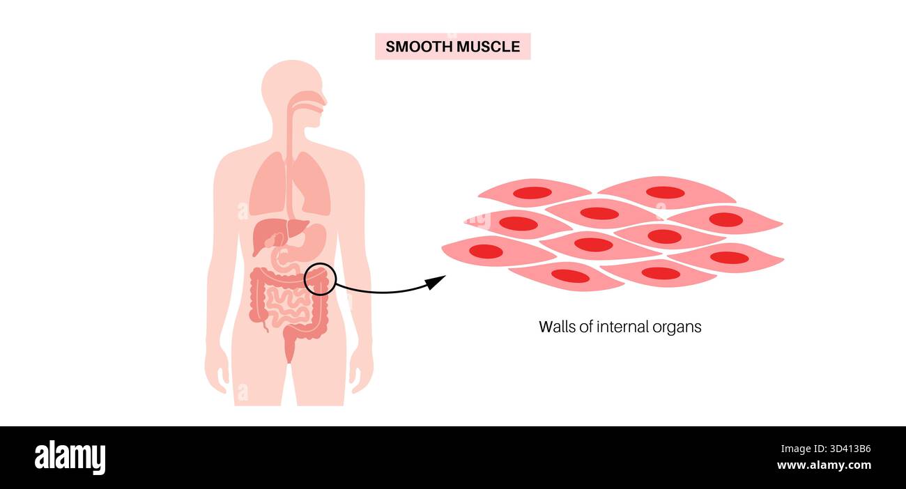 Illustration des glatten Muskelgewebes. Dies ist eine Art von Muskelgewebe, das in den Wänden von inneren Organen wie Magen, Darm und Blutgefäßen vorkommt. Sie ist durch spindelförmige Myozyten gekennzeichnet, die jeweils einen zentralen Kern haben. Stockfoto