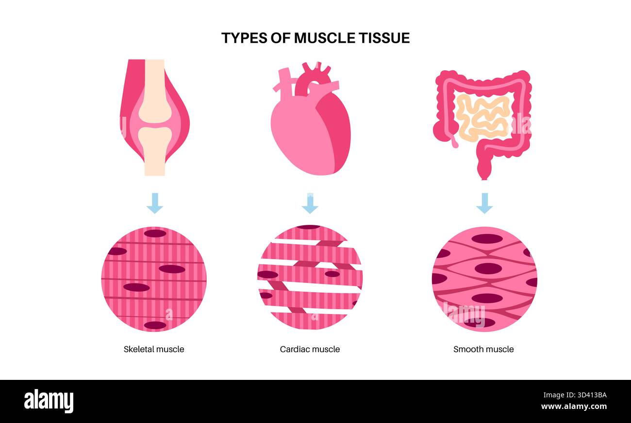 Illustration des menschlichen Muskelgewebes. Es gibt drei Haupttypen: Skelett, glatt und Herz. Die Skelettmuskulatur ist für freiwillige Bewegungen verantwortlich, die glatte Muskulatur kontrolliert unwillkürliche Handlungen in den Organen und die Herzmuskulatur pumpt Blut. Stockfoto