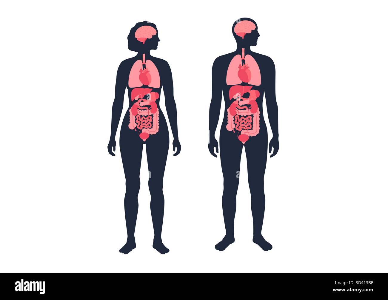 Illustration der inneren Organe bei Mann und Frau. Stockfoto