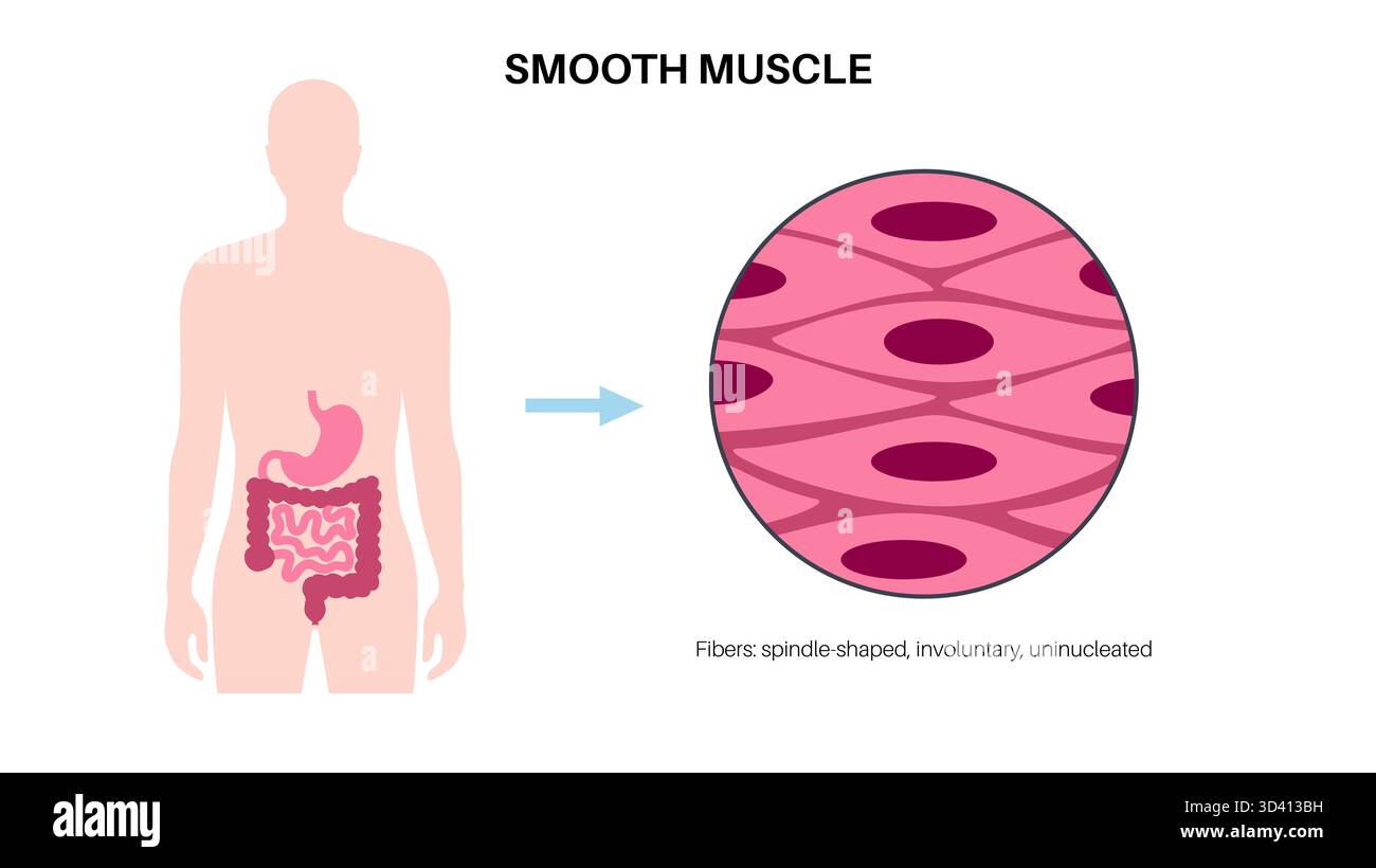 Illustration des glatten Muskelgewebes. Dies ist eine Art von Muskelgewebe, das in den Wänden von inneren Organen wie Magen, Darm und Blutgefäßen vorkommt. Sie ist durch spindelförmige Myozyten gekennzeichnet, die jeweils einen zentralen Kern haben. Stockfoto