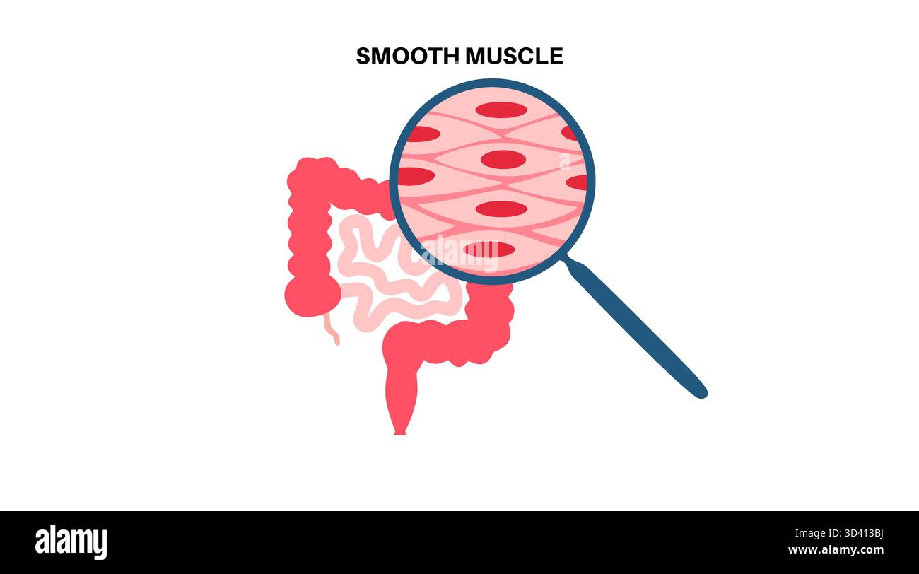 Illustration des glatten Muskelgewebes. Dies ist eine Art von Muskelgewebe, das in den Wänden von inneren Organen wie Magen, Darm und Blutgefäßen vorkommt. Sie ist durch spindelförmige Myozyten gekennzeichnet, die jeweils einen zentralen Kern haben. Stockfoto