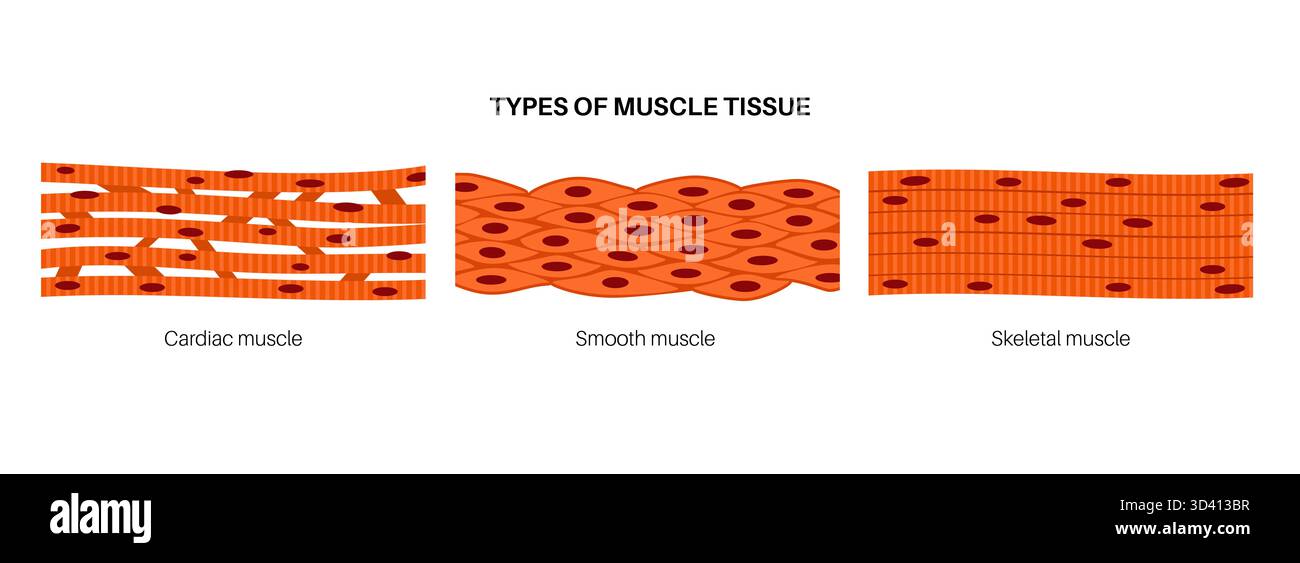 Illustration des menschlichen Muskelgewebes. Es gibt drei Haupttypen: Skelett, glatt und Herz. Die Skelettmuskulatur ist für freiwillige Bewegungen verantwortlich, die glatte Muskulatur kontrolliert unwillkürliche Handlungen in den Organen und die Herzmuskulatur pumpt Blut. Stockfoto