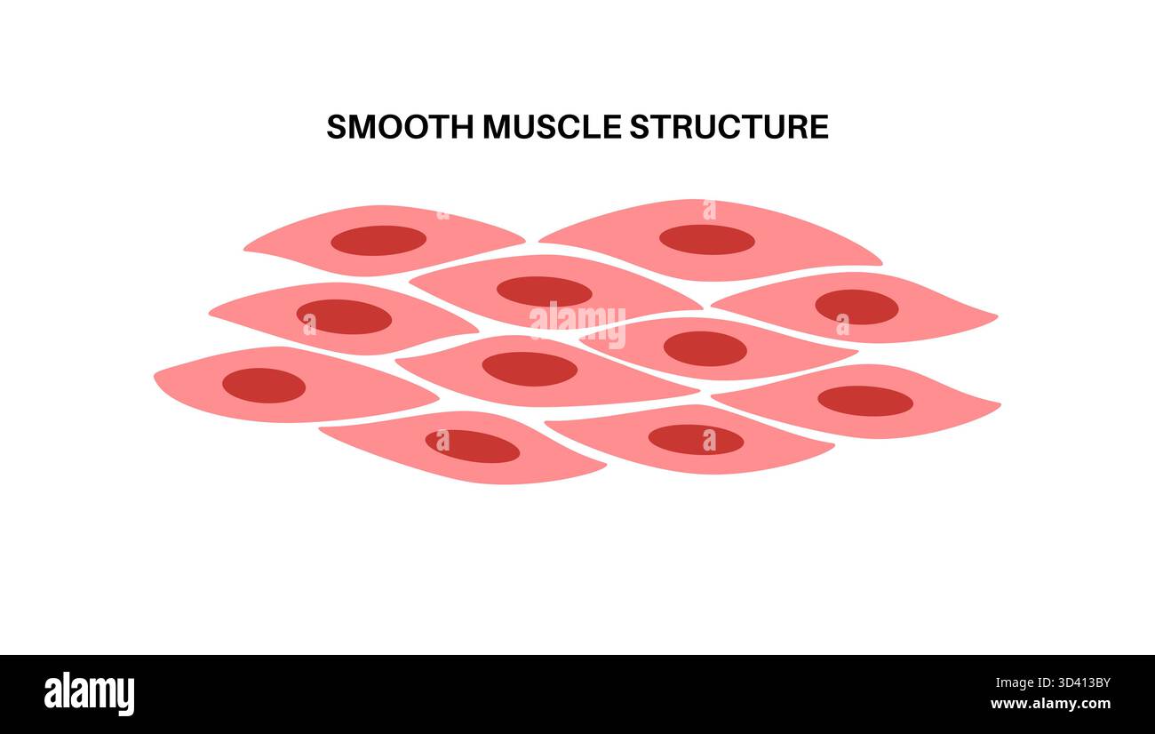 Illustration des glatten Muskelgewebes. Dies ist eine Art von Muskelgewebe, das in den Wänden von inneren Organen wie Magen, Darm und Blutgefäßen vorkommt. Sie ist durch spindelförmige Myozyten gekennzeichnet, die jeweils einen zentralen Kern haben. Stockfoto