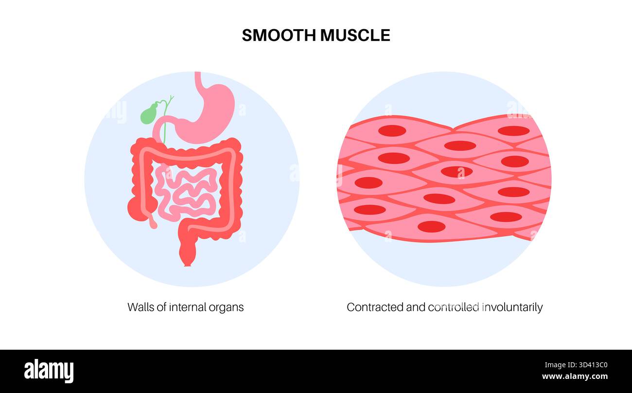 Illustration des glatten Muskelgewebes. Dies ist eine Art von Muskelgewebe, das in den Wänden von inneren Organen wie Magen, Darm und Blutgefäßen vorkommt. Sie ist durch spindelförmige Myozyten gekennzeichnet, die jeweils einen zentralen Kern haben. Stockfoto