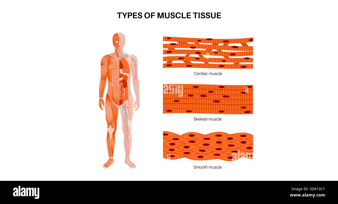 Illustration des menschlichen Muskelgewebes. Es gibt drei Haupttypen: Skelett, glatt und Herz. Die Skelettmuskulatur ist für freiwillige Bewegungen verantwortlich, die glatte Muskulatur kontrolliert unwillkürliche Handlungen in den Organen und die Herzmuskulatur pumpt Blut. Stockfoto