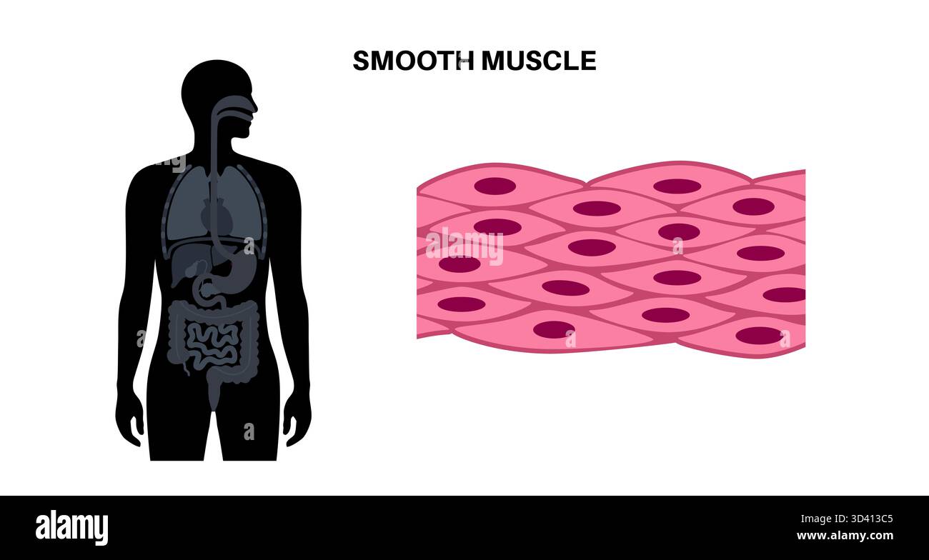 Illustration des glatten Muskelgewebes. Dies ist eine Art von Muskelgewebe, das in den Wänden von inneren Organen wie Magen, Darm und Blutgefäßen vorkommt. Sie ist durch spindelförmige Myozyten gekennzeichnet, die jeweils einen zentralen Kern haben. Stockfoto