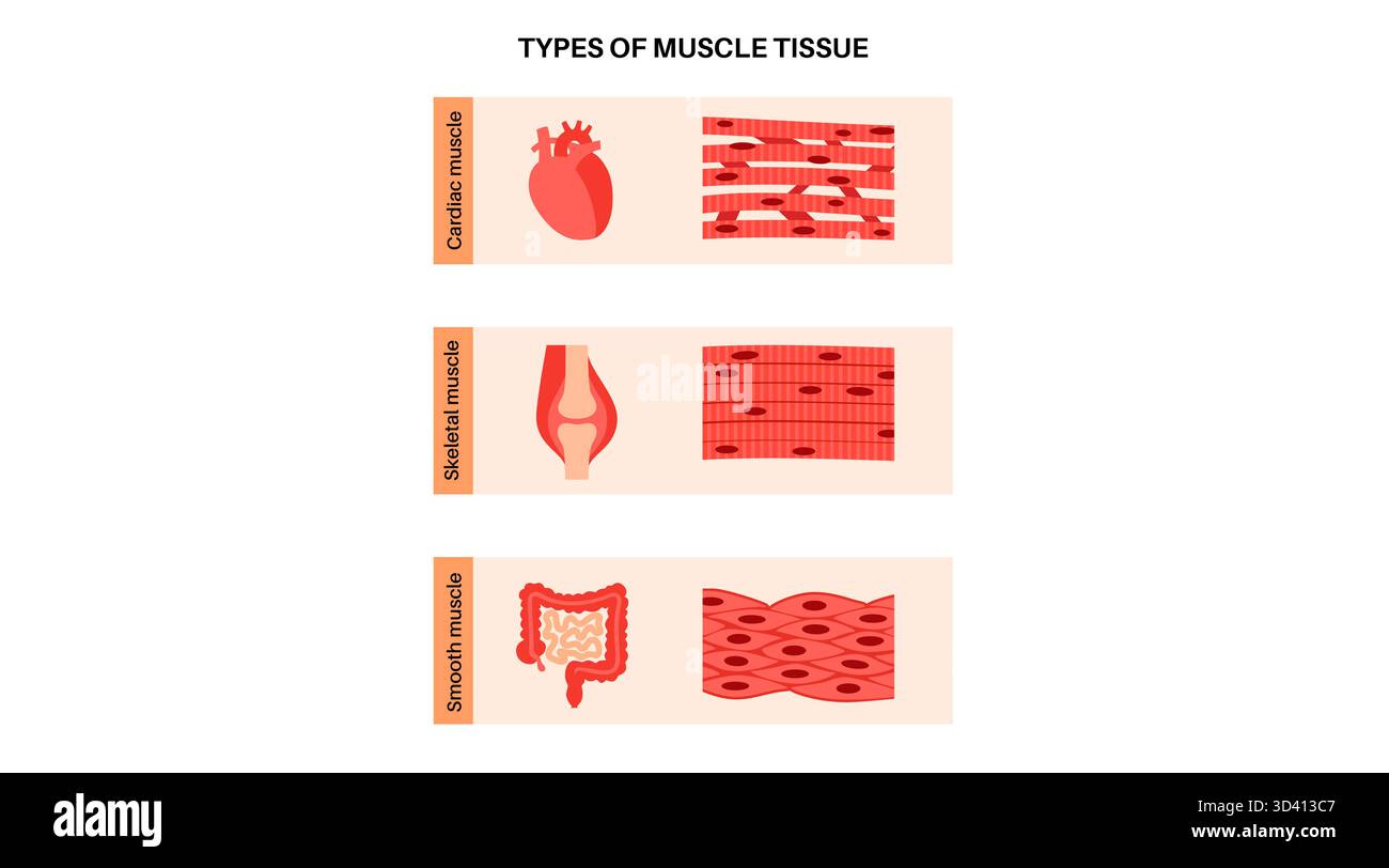 Illustration des menschlichen Muskelgewebes. Es gibt drei Haupttypen: Skelett, glatt und Herz. Die Skelettmuskulatur ist für freiwillige Bewegungen verantwortlich, die glatte Muskulatur kontrolliert unwillkürliche Handlungen in den Organen und die Herzmuskulatur pumpt Blut. Stockfoto