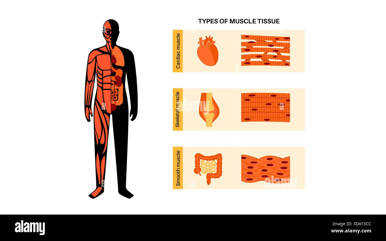 Illustration des menschlichen Muskelgewebes. Es gibt drei Haupttypen: Skelett, glatt und Herz. Die Skelettmuskulatur ist für freiwillige Bewegungen verantwortlich, die glatte Muskulatur kontrolliert unwillkürliche Handlungen in den Organen und die Herzmuskulatur pumpt Blut. Stockfoto