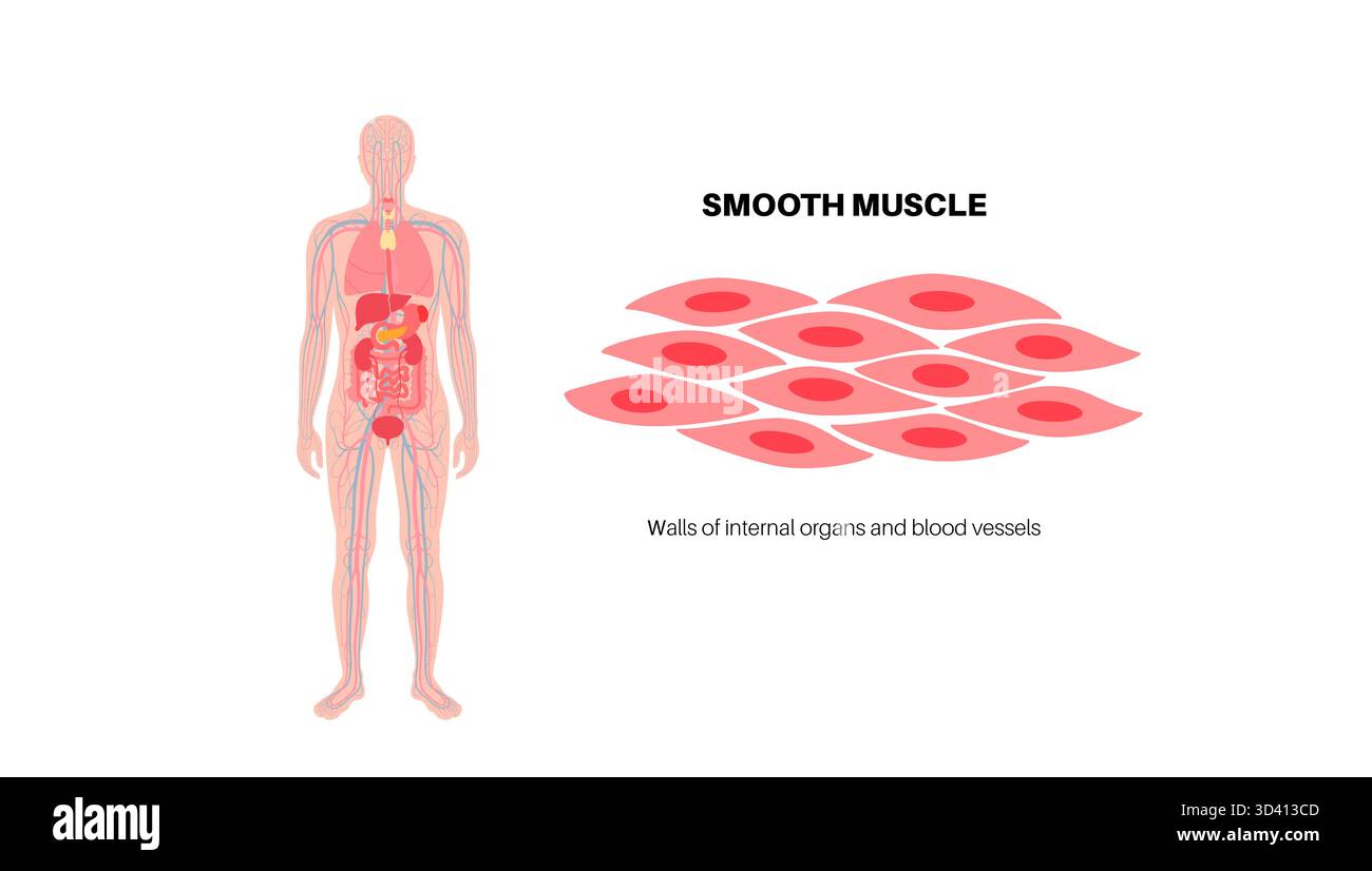Illustration des glatten Muskelgewebes. Dies ist eine Art von Muskelgewebe, das in den Wänden von inneren Organen wie Magen, Darm und Blutgefäßen vorkommt. Sie ist durch spindelförmige Myozyten gekennzeichnet, die jeweils einen zentralen Kern haben. Stockfoto