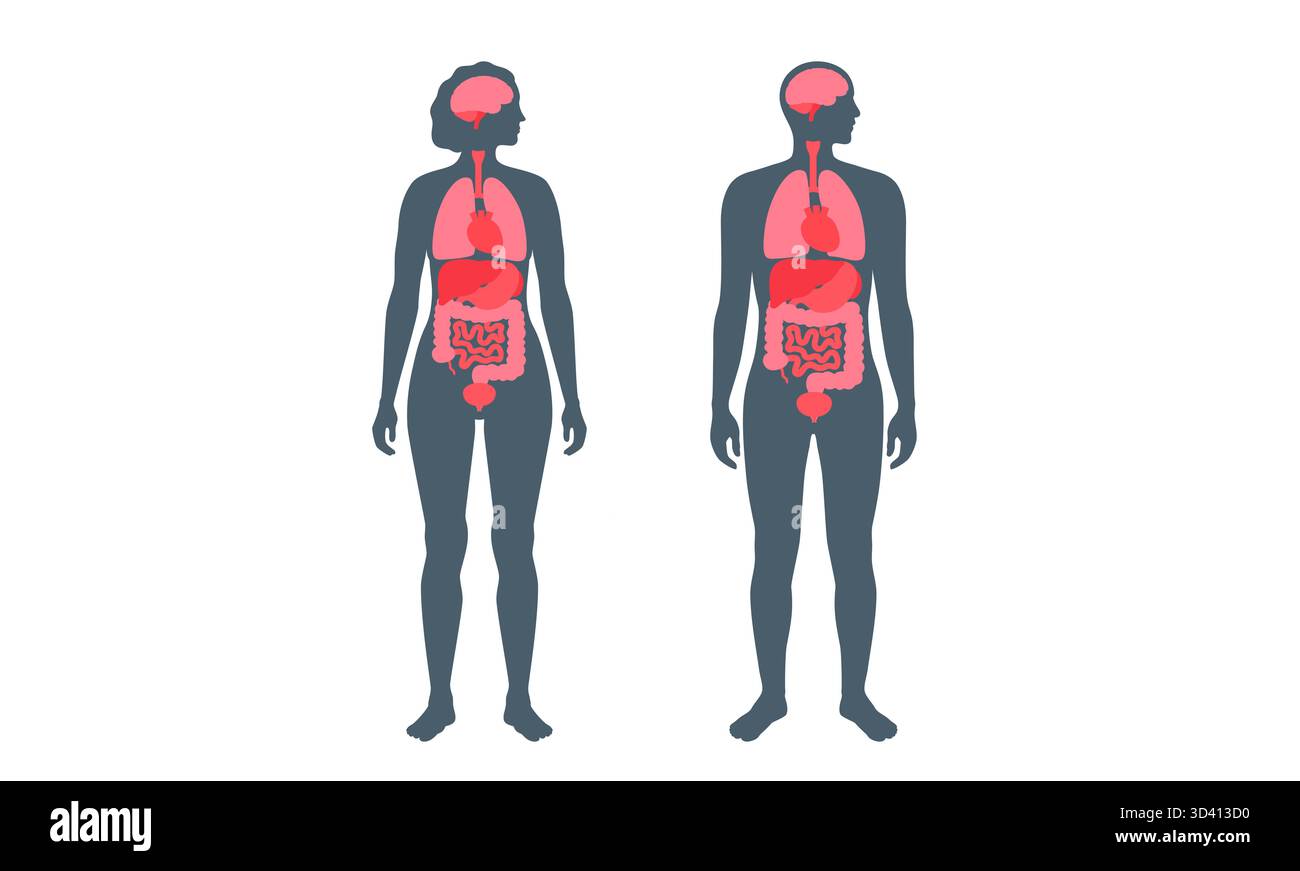Illustration der inneren Organe bei Mann und Frau. Stockfoto