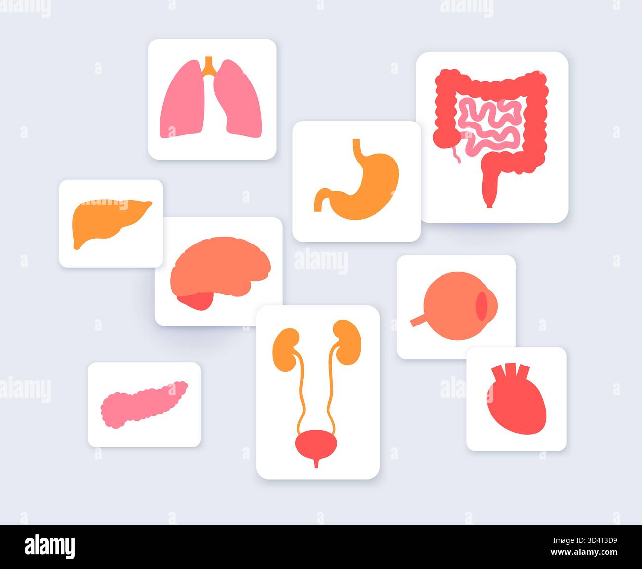 Illustration menschlicher innerer Organe. Stockfoto