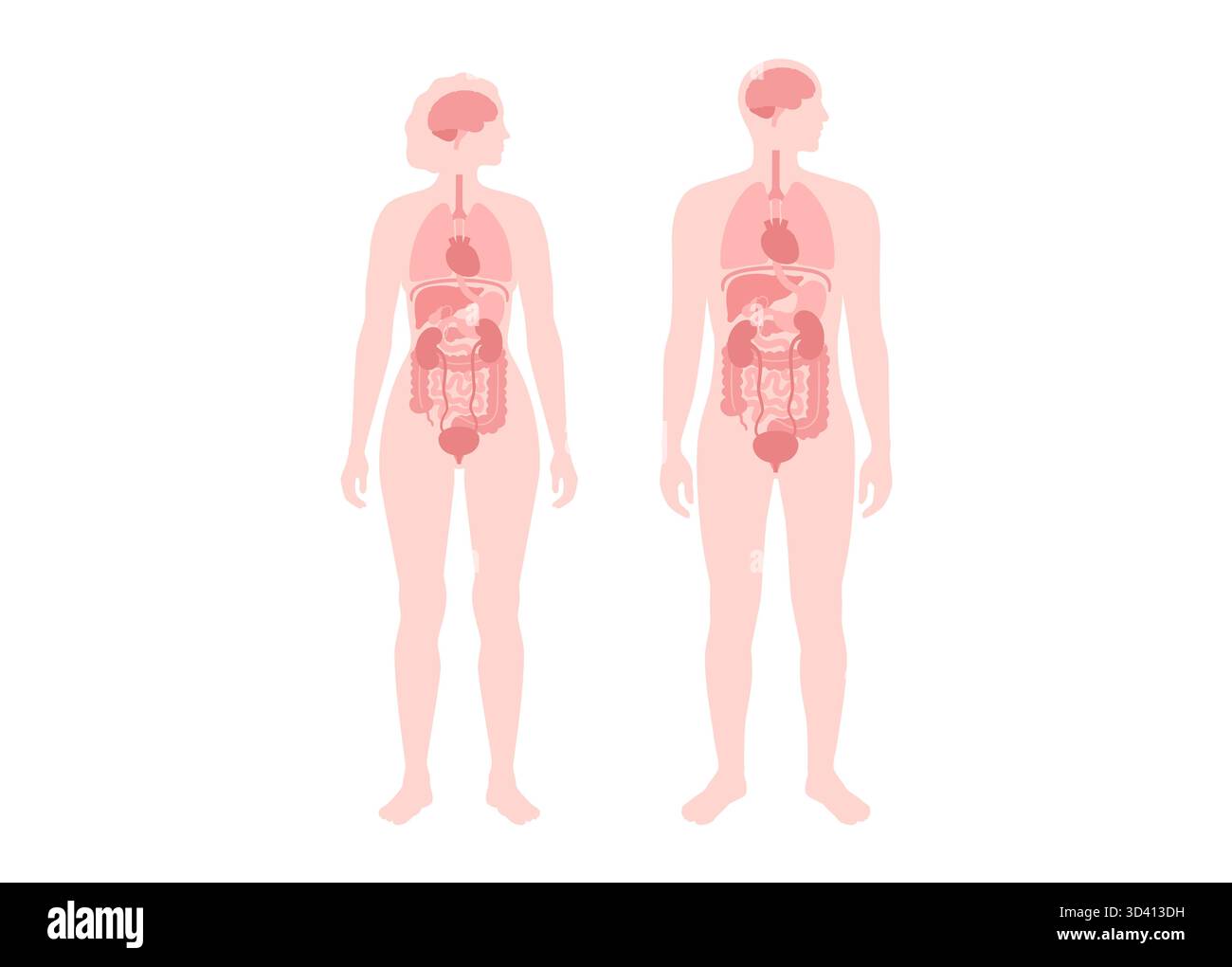 Illustration der inneren Organe bei Mann und Frau. Stockfoto