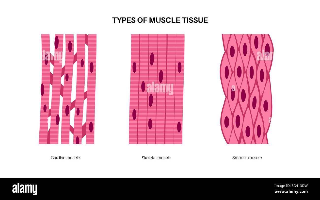 Illustration des menschlichen Muskelgewebes. Es gibt drei Haupttypen: Skelett, glatt und Herz. Die Skelettmuskulatur ist für freiwillige Bewegungen verantwortlich, die glatte Muskulatur kontrolliert unwillkürliche Handlungen in den Organen und die Herzmuskulatur pumpt Blut. Stockfoto