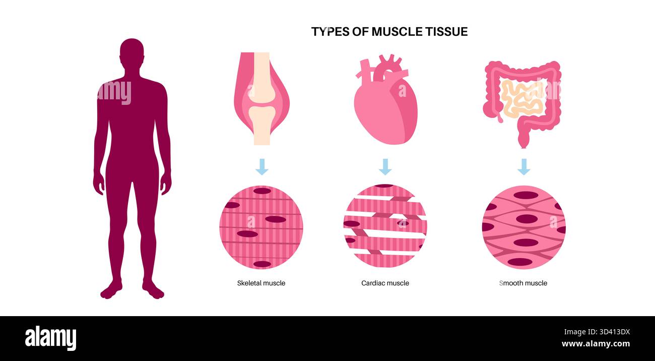 Illustration des menschlichen Muskelgewebes. Es gibt drei Haupttypen: Skelett, glatt und Herz. Die Skelettmuskulatur ist für freiwillige Bewegungen verantwortlich, die glatte Muskulatur kontrolliert unwillkürliche Handlungen in den Organen und die Herzmuskulatur pumpt Blut. Stockfoto