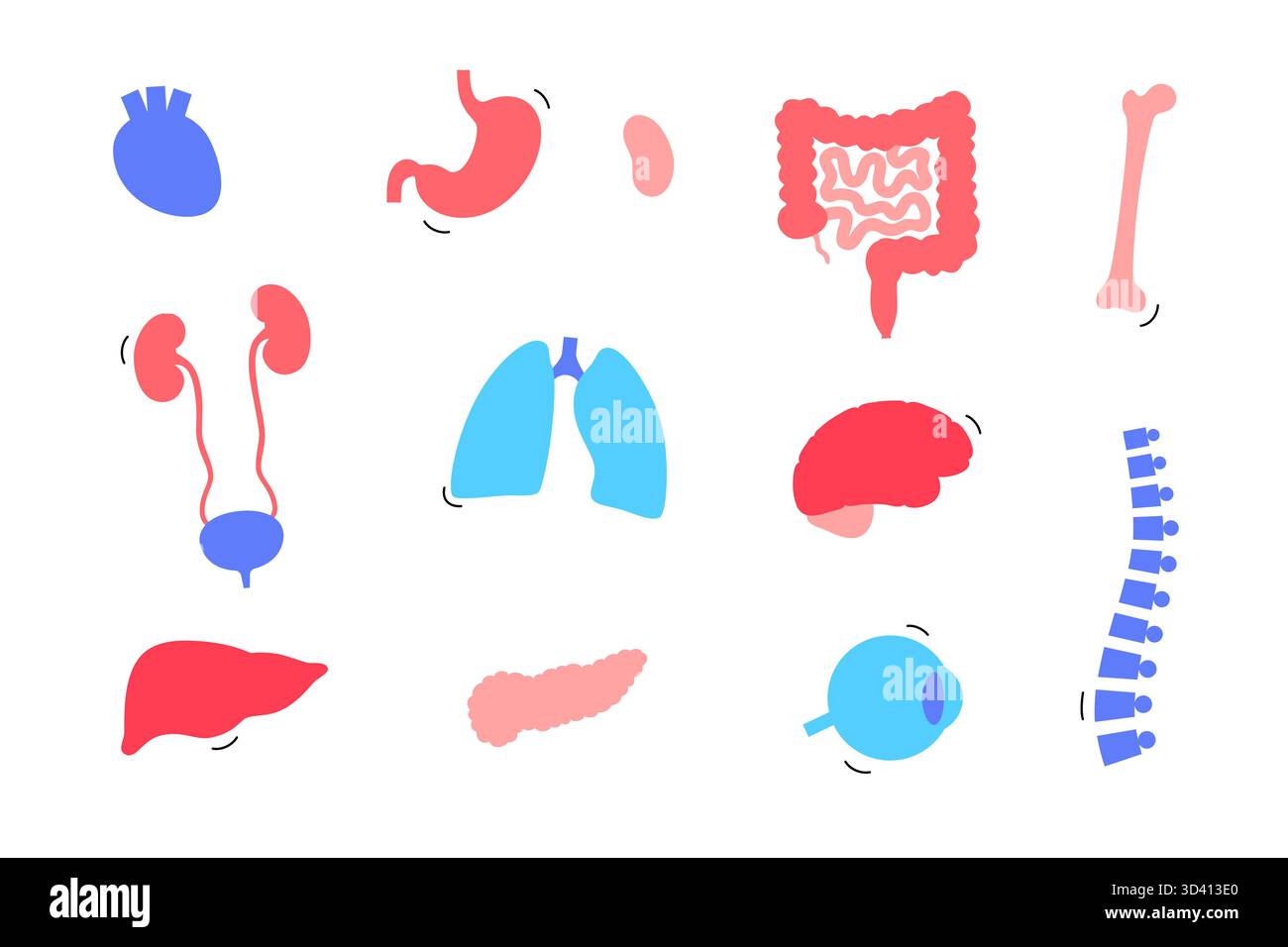 Illustration menschlicher innerer Organe. Stockfoto