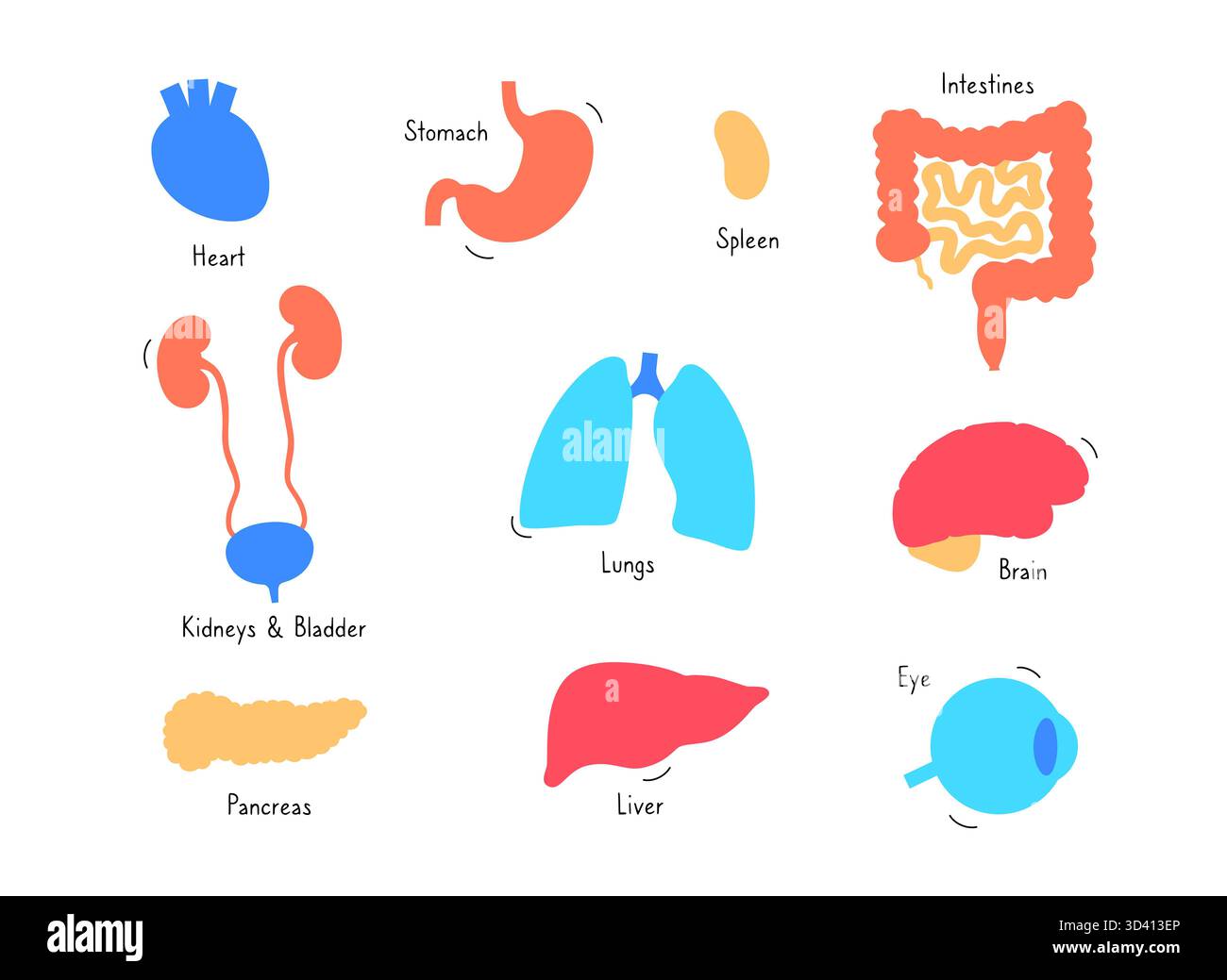 Illustration menschlicher innerer Organe. Stockfoto