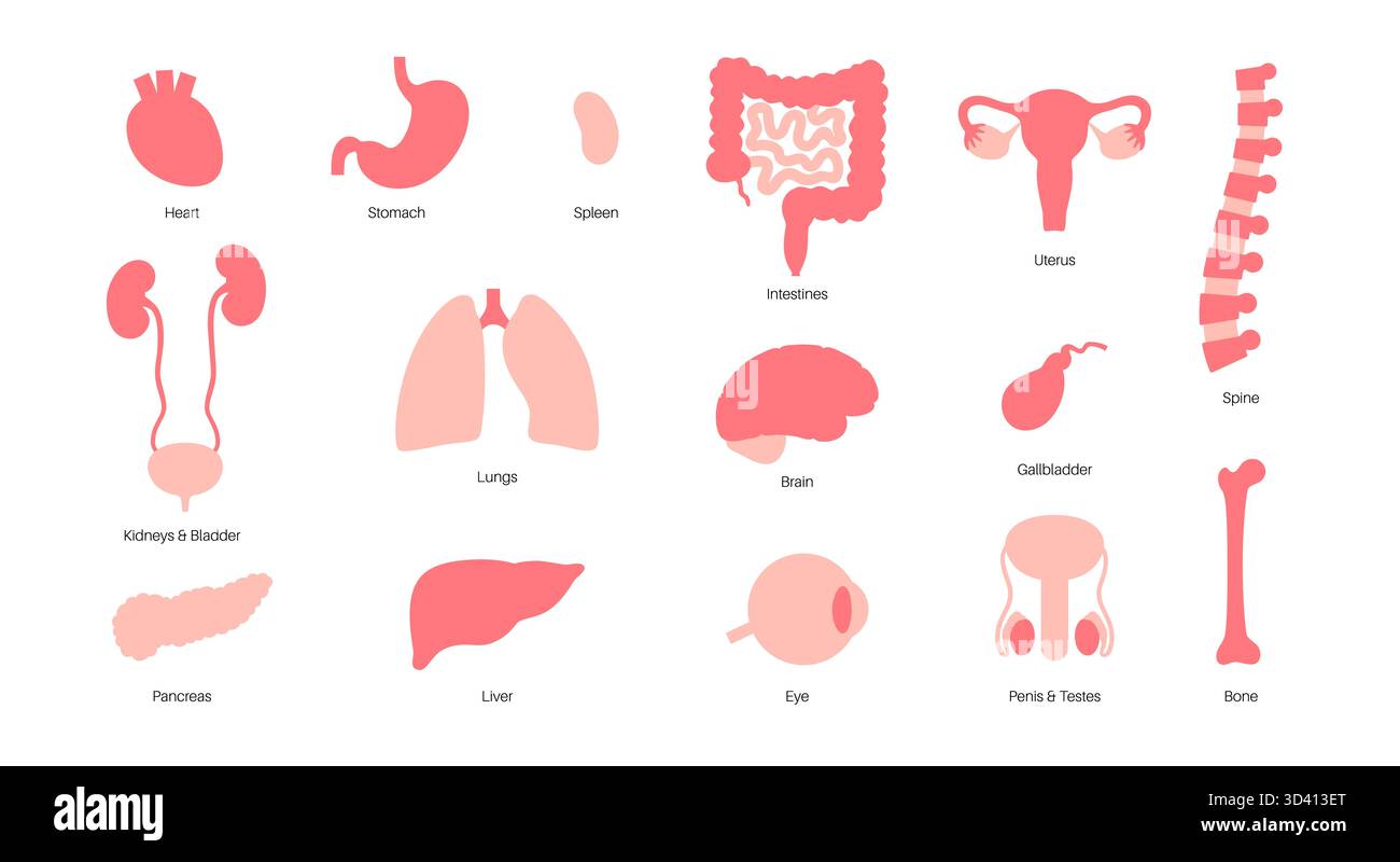 Illustration menschlicher innerer Organe. Stockfoto