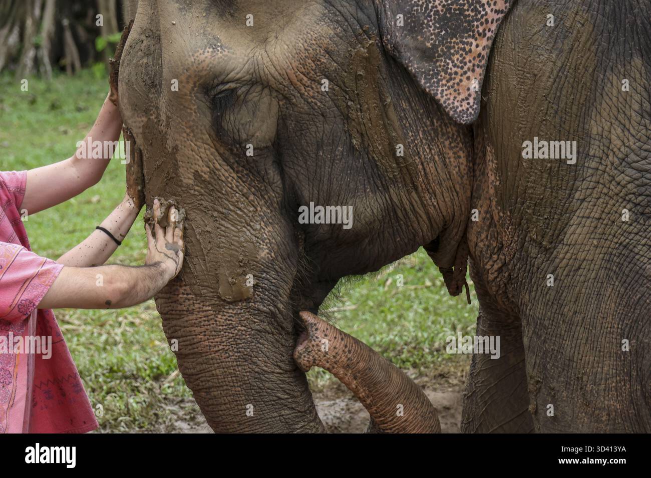 Sanfte, emotionale Verbindung zwischen Frau und Elefant. Menschliche Hand berührt das Gesicht des Tieres, Moment der Tierpflege, Freundlichkeit und Erhaltung in der Natur Stockfoto