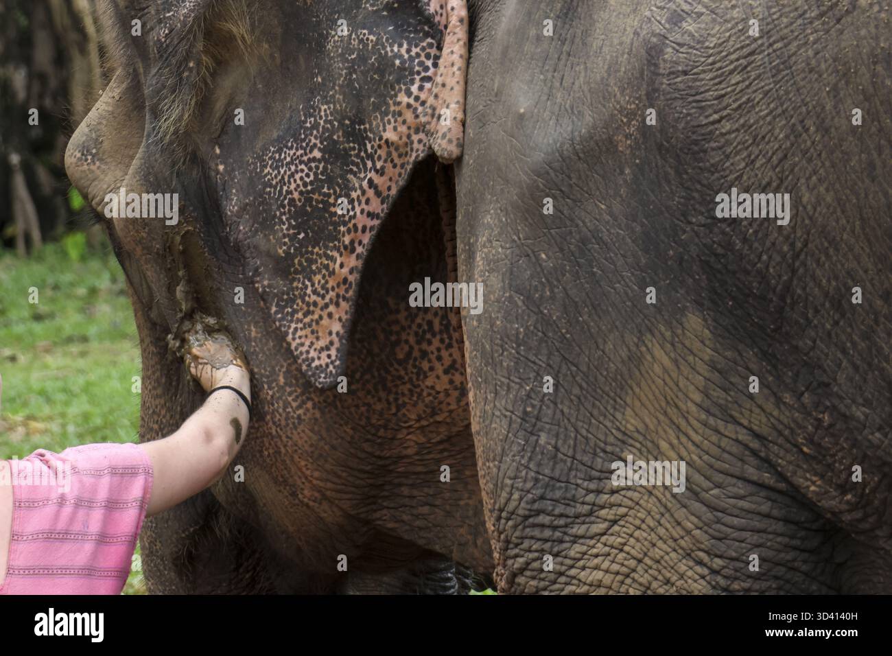 Sanfte, fürsorgliche Nahinteraktion der menschlichen Hand, die großen Elefanten im Heiligtum berührt. Friedliche und emotionale Verbindung zwischen Mensch und Tier Stockfoto