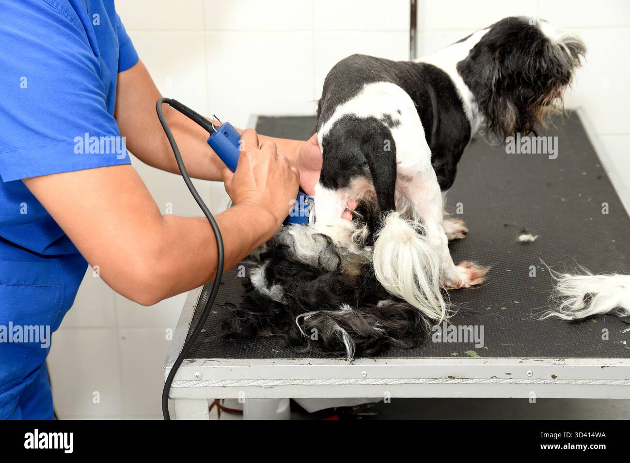 Professioneller Friseur schneidet die Haare eines kleinen Hundes mit einer elektrischen Maschine. Ein Shih Tzu oder eine ähnliche Rasse wird mit Präzision gepflegt. Tierpflege Stockfoto