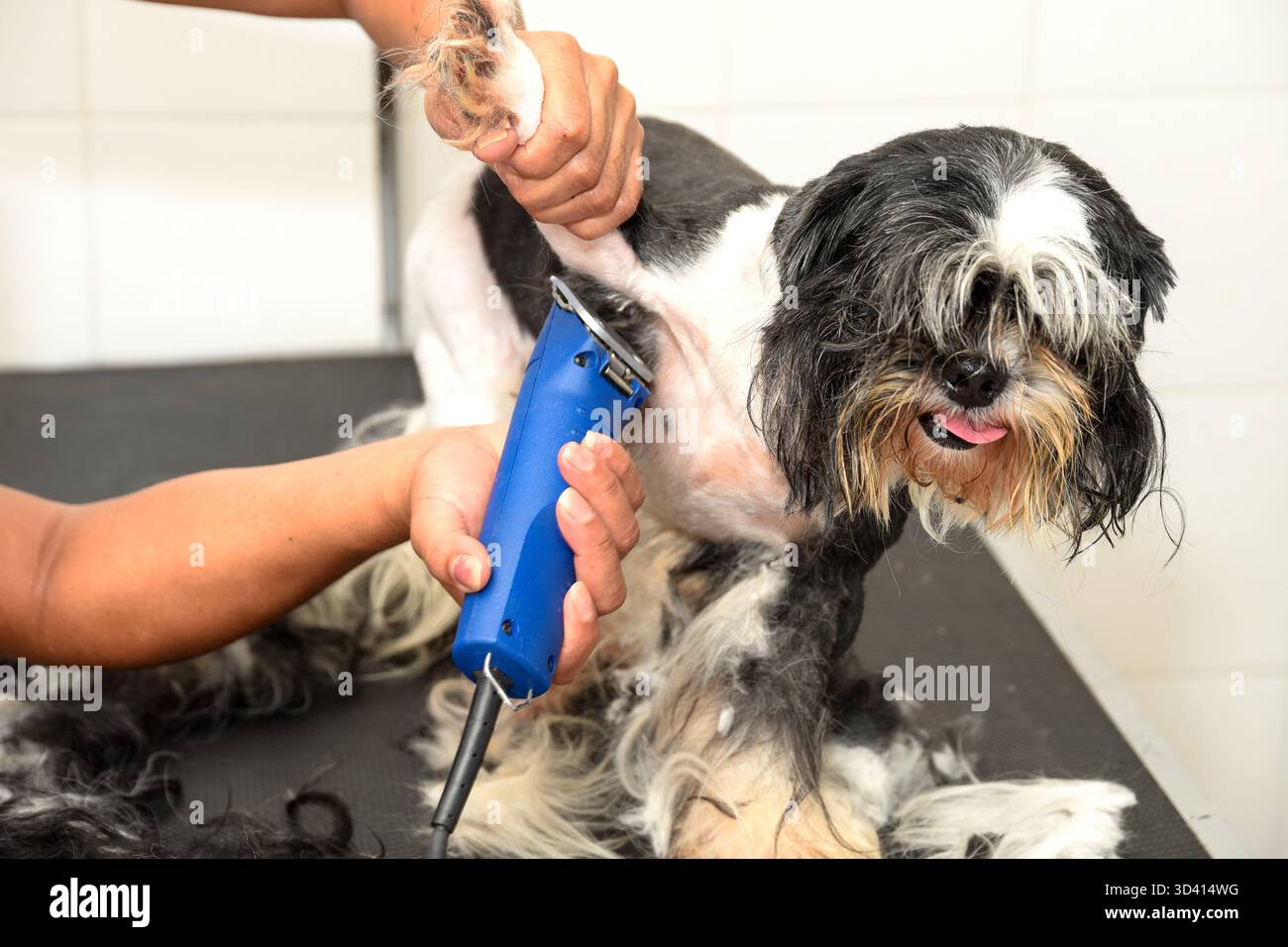 Professioneller Groomer schneidet kleine Hundehaare mit einer elektrischen Maschine. Ein Shih Tzu oder eine ähnliche Rasse wird genau gepflegt. Tierpflege. Haare Stockfoto