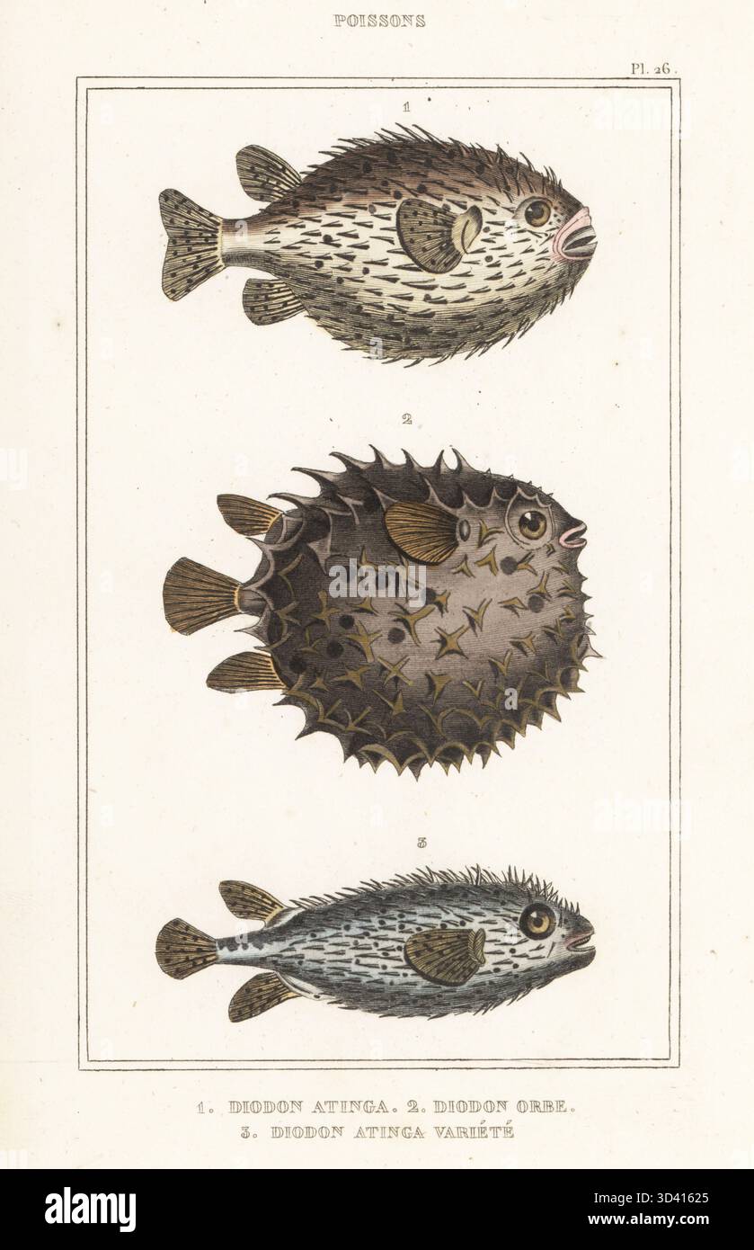 Spotfin-Burrfish-Sorten, Chilomycterus reticulatus 1,3, und gestreifte Burrfish, Chilomycterus schoepfii 2, Diodon atinga, Diodon orbe, Diodon rivulatus, Diodon atinga variete. Handkolorierter Stippelstich aus dem Oeuvres du comte de Lacépède, comprenant l'histoire naturelle des Poissons, Paris, um 1850. Die nicht akkreditierten Illustrationen wurden aus Originalen von Jacques de Seve, Marcus Bloch, Robert Benard, Jean-Gabriel Pretre usw. kopiert Stockfoto