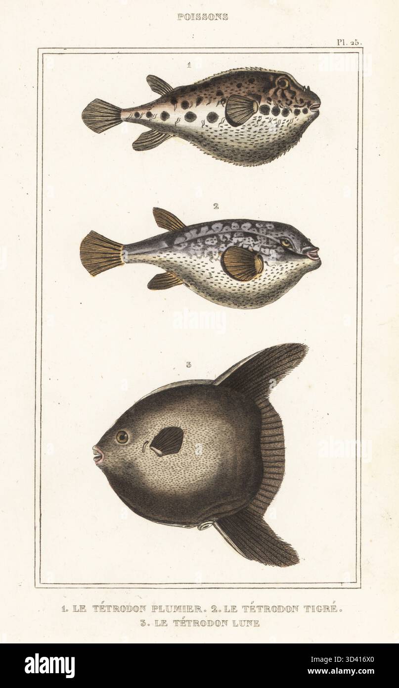 Bandschwanzpufferfisch, Sphoeroides spengleri 1, Evileye-Pufferfisch, Amblyrhynchotes honckenii 2 und Ozeansonnenfisch oder gemeiner Mola, Mola mola 3. Le Tétrodon plumier, Tetraodon plumieri, Le Tétrodon tigré, Tetraodon honckenii, Le Tétrodon lune, Orthagoriscus mola. Handkolorierter Stippelstich aus dem Oeuvres du comte de Lacépède, comprenant l'histoire naturelle des Poissons, Paris, um 1850. Die nicht akkreditierten Illustrationen wurden aus Originalen von Jacques de Seve, Marcus Bloch, Robert Benard, Jean-Gabriel Pretre usw. kopiert Stockfoto