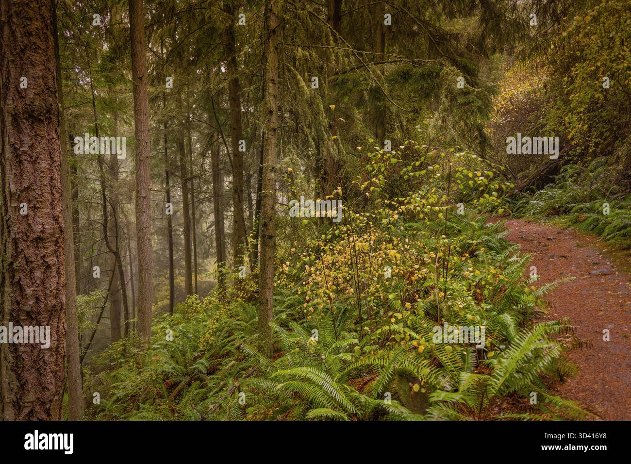 Ein unbefestigter Wanderweg kurvt sich um eine Kurve, umgeben von üppigen grünen Farnen und gelben Herbstbüschen in einem nebeligen Wald. Stockfoto