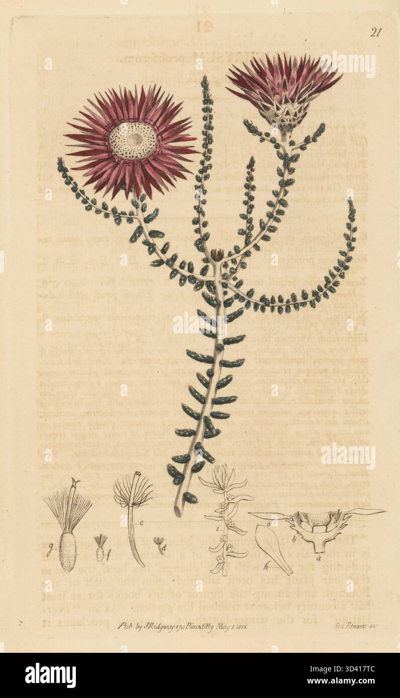 Ewige Spezies, Helichrysum proliferum. Elichrysum, Elichrysum proliferum. Handkolorierter Kupferstich nach einer botanischen Illustration von Sydenham Edwards aus seinem eigenen Botanical Register, J. Ridgeway, London, 1815. Stockfoto