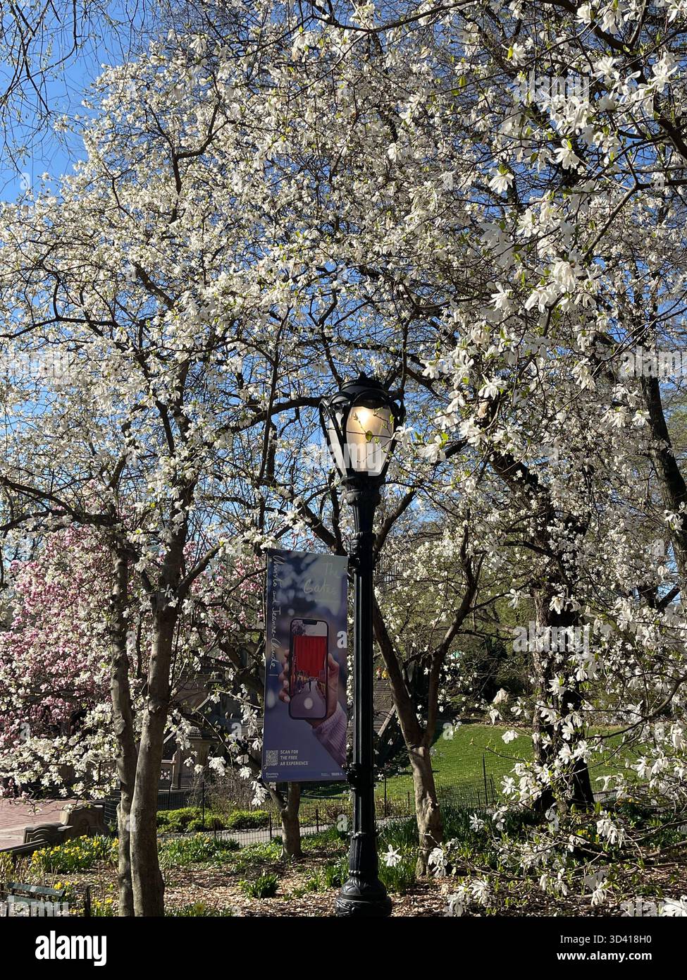 Ein klassischer Lichtmast im Central Park, umrahmt von blühenden Frühlingsbäumen. Stockfoto