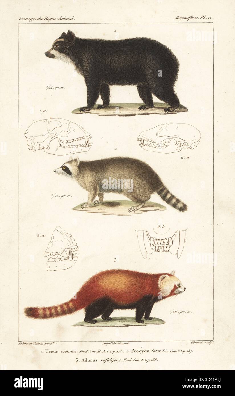 Brillenbär, Tremarctos ornatus 1, gewöhnlicher Waschbär, Procyon lotor 2 und gefährdeter roter Panda, Ailurus fulgens 3. Handkolorierter Kupferstich von Eugene Giraud nach einer Illustration von Felix-Edouard Guérin-Méneville und Jean-Gabriel Pretre aus Guérin-Ménevilles Iconographie du règne Animal de George Cuvier, Ikonographie des Tierreiches von George Cuvier, J. B. Bailliere, Paris, 1829–1844. Stockfoto