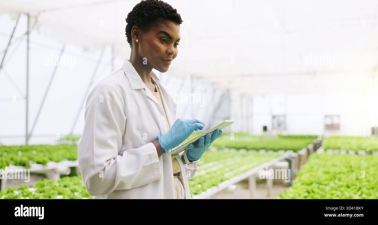 Schwarze Frau, Tablette und Wissenschaftlerin im Gewächshaus zur Inspektion, Überprüfung oder Gemüse für Wachstum. Mensch, Landwirtschaft und Nachhaltigkeit mit Technik, App Stockfoto