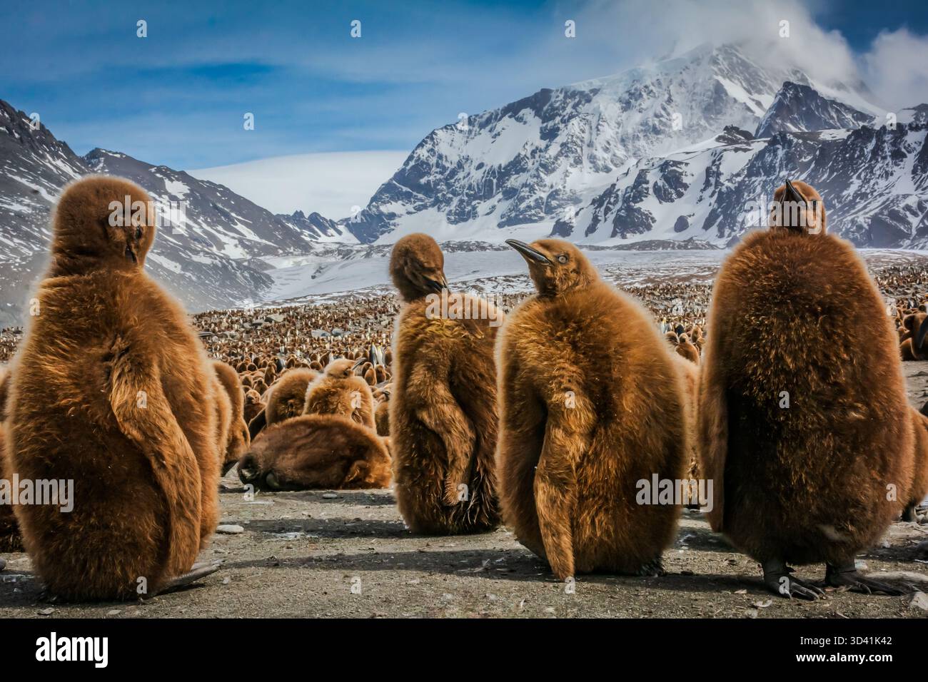 Flauschige, entzückende und neugierige King Pinguin Küken in einer Rookery mit bergigem Hintergrund auf Südgeorgien Island in der Antarktis Stockfoto