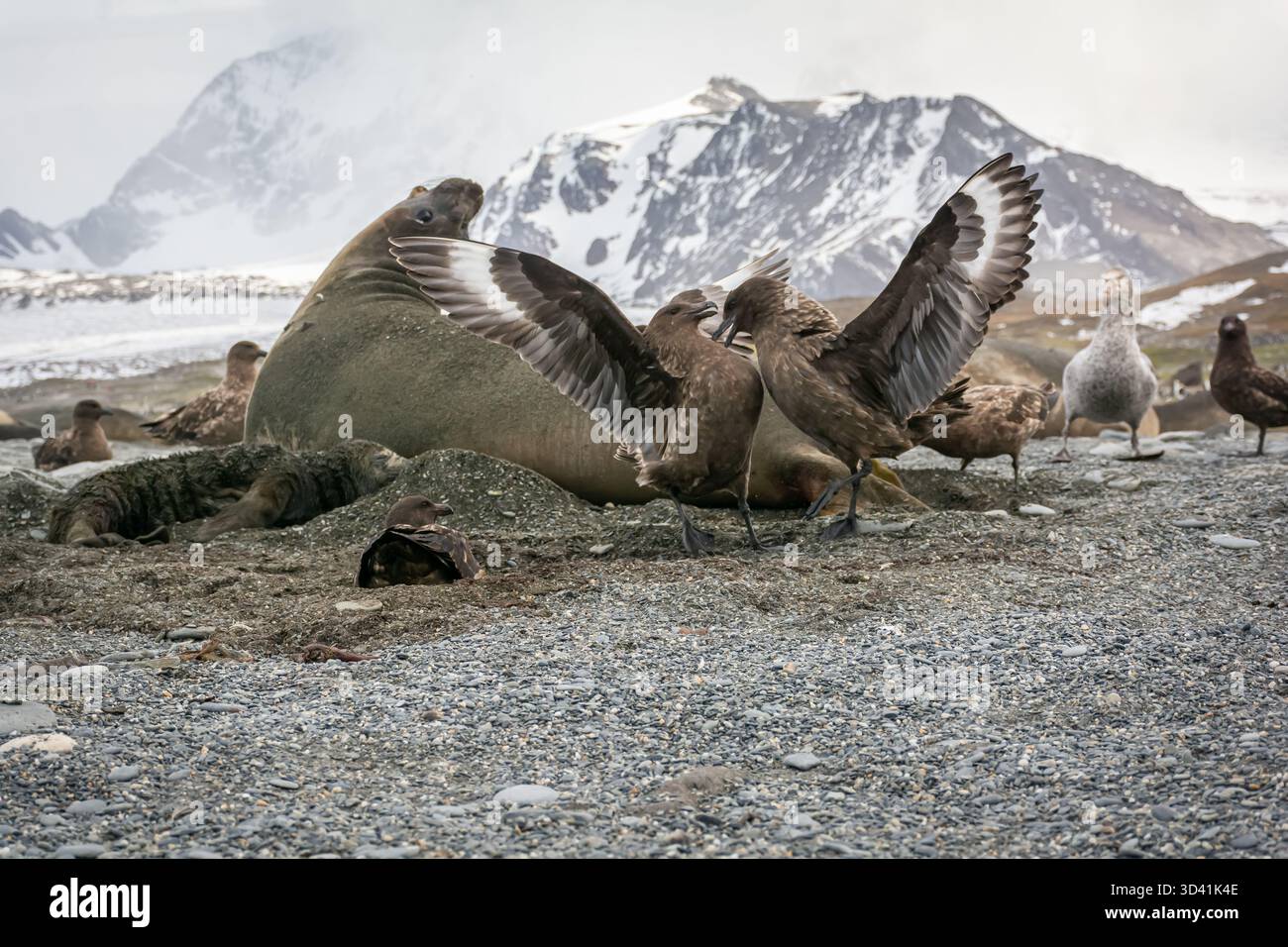 Südliche Elefantenrobbe im Weg der beiden kämpfenden Skuas in antarktischen Gewässern mit bergigem Hintergrund Stockfoto