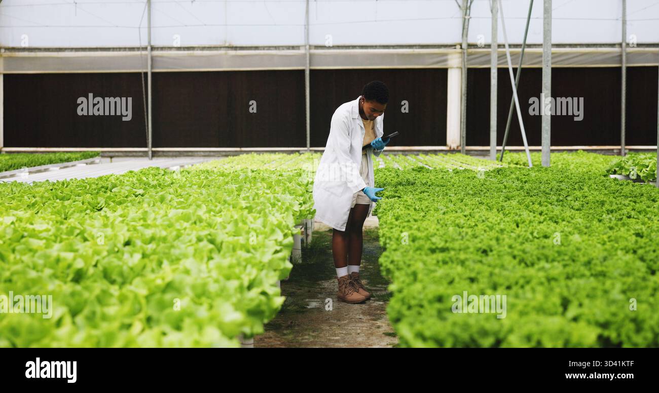 Schwarze Frau, Tablette und Wissenschaftlerin im Gewächshaus für Gemüse, Überprüfung oder Inspektion auf Wachstum. Mensch, Landwirtschaft und Nachhaltigkeit mit Technik, App Stockfoto