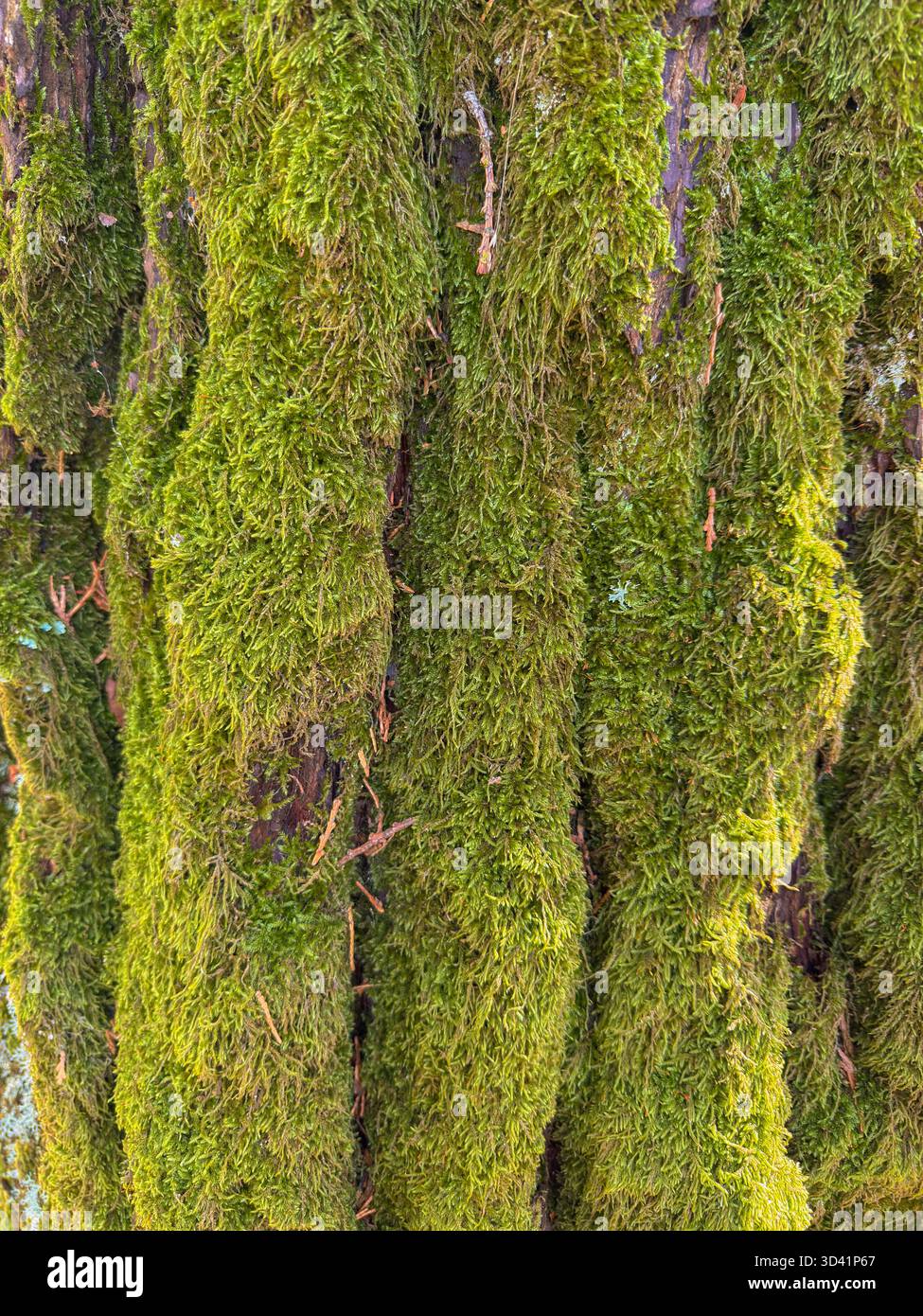 Detailliertes Makro mit hellgrünem Moos, das auf Baumrinde im Wald wächst Stockfoto