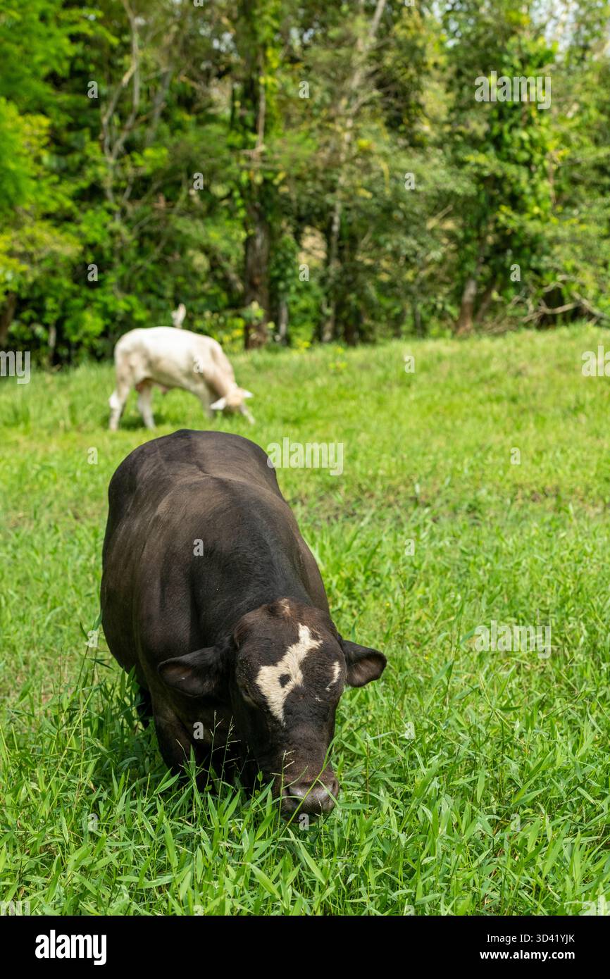 Santa Gertrudis / Angus Kuh füttern auf einer Weide in Mittelamerika – Stockfoto Stockfoto