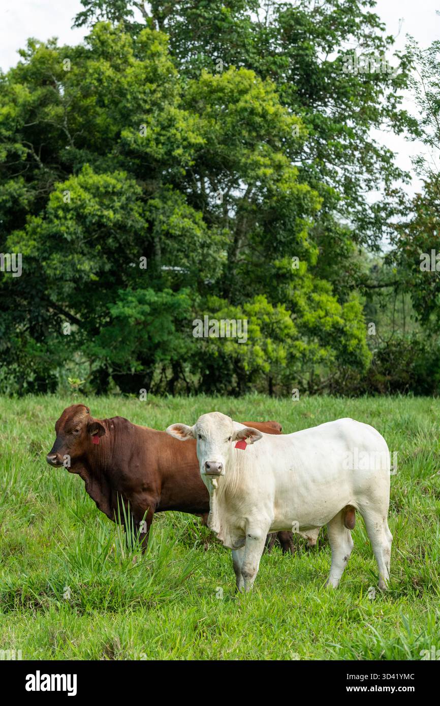 Santa Gertrudis / Angus Kuh füttern auf einer Weide in Mittelamerika – Stockfoto Stockfoto