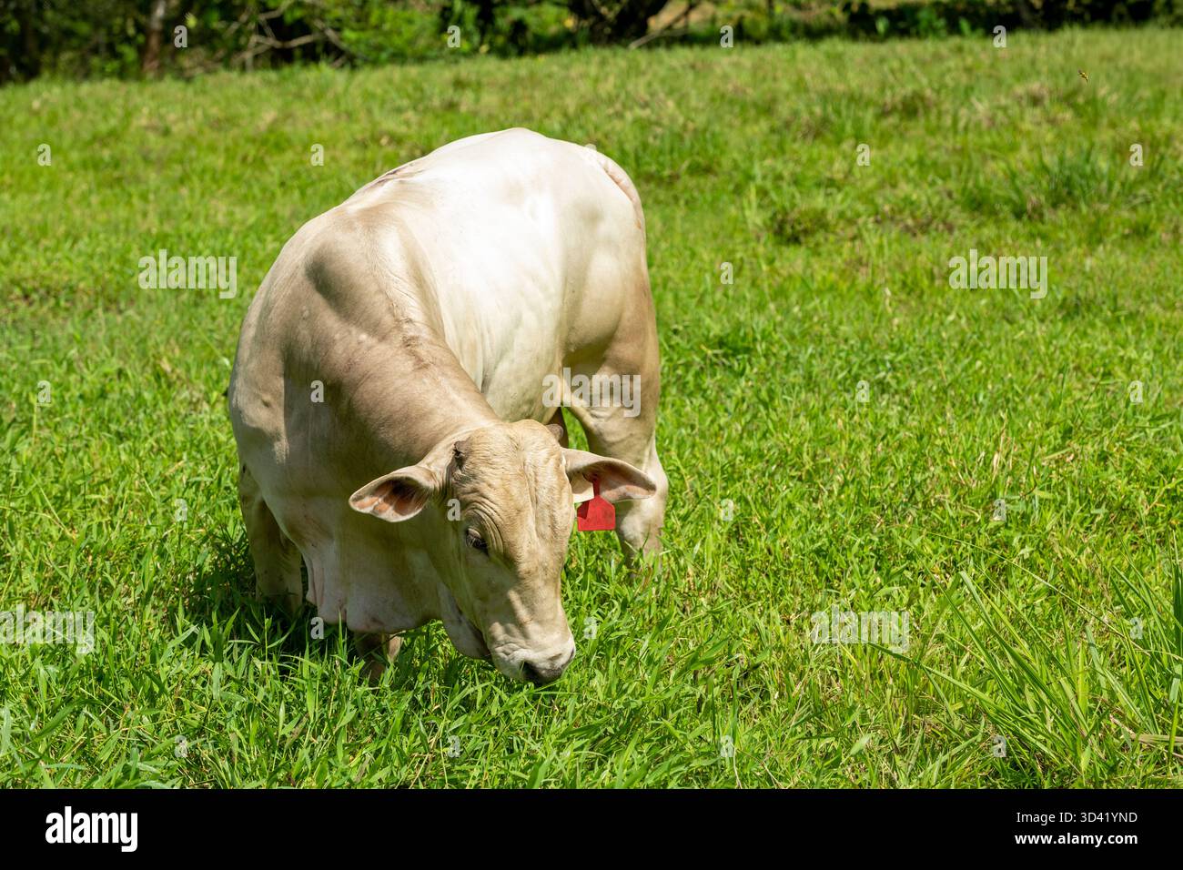 Santa Gertrudis / Angus Kuh füttern auf einer Weide in Mittelamerika – Stockfoto Stockfoto