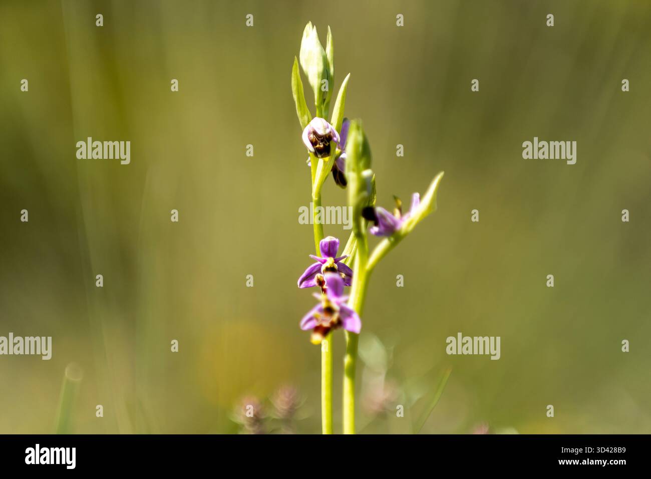 An einem sonnigen Tag blühen zarte lila Blumen inmitten grüner Vegetation und zeigen die Schönheit und Widerstandsfähigkeit der Natur. Stockfoto