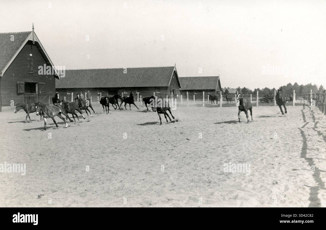 Mehrere Pferde traben über einem Sandgebiet in der Nähe der Ställe des Depots Remount in Milligen, Niederlande, wo sie 1926 von niederländischen Soldaten trainiert werden. Stockfoto
