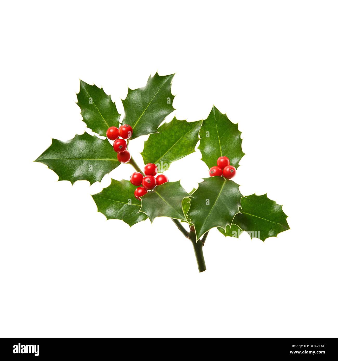 Ein Zweig der Stechpalme (Ilex) mit roten Beeren, die isoliert auf einem weißen Hintergrund. Stockfoto