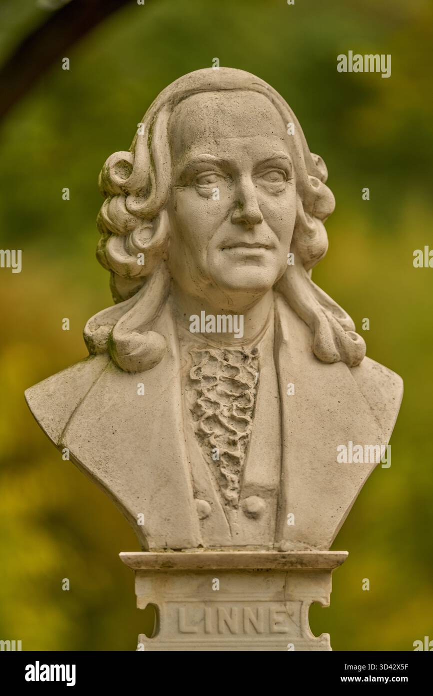 Skulpturenbüste von Karl von Linne Linnaeus Swedisch Botaniker und Biologen Stockfoto