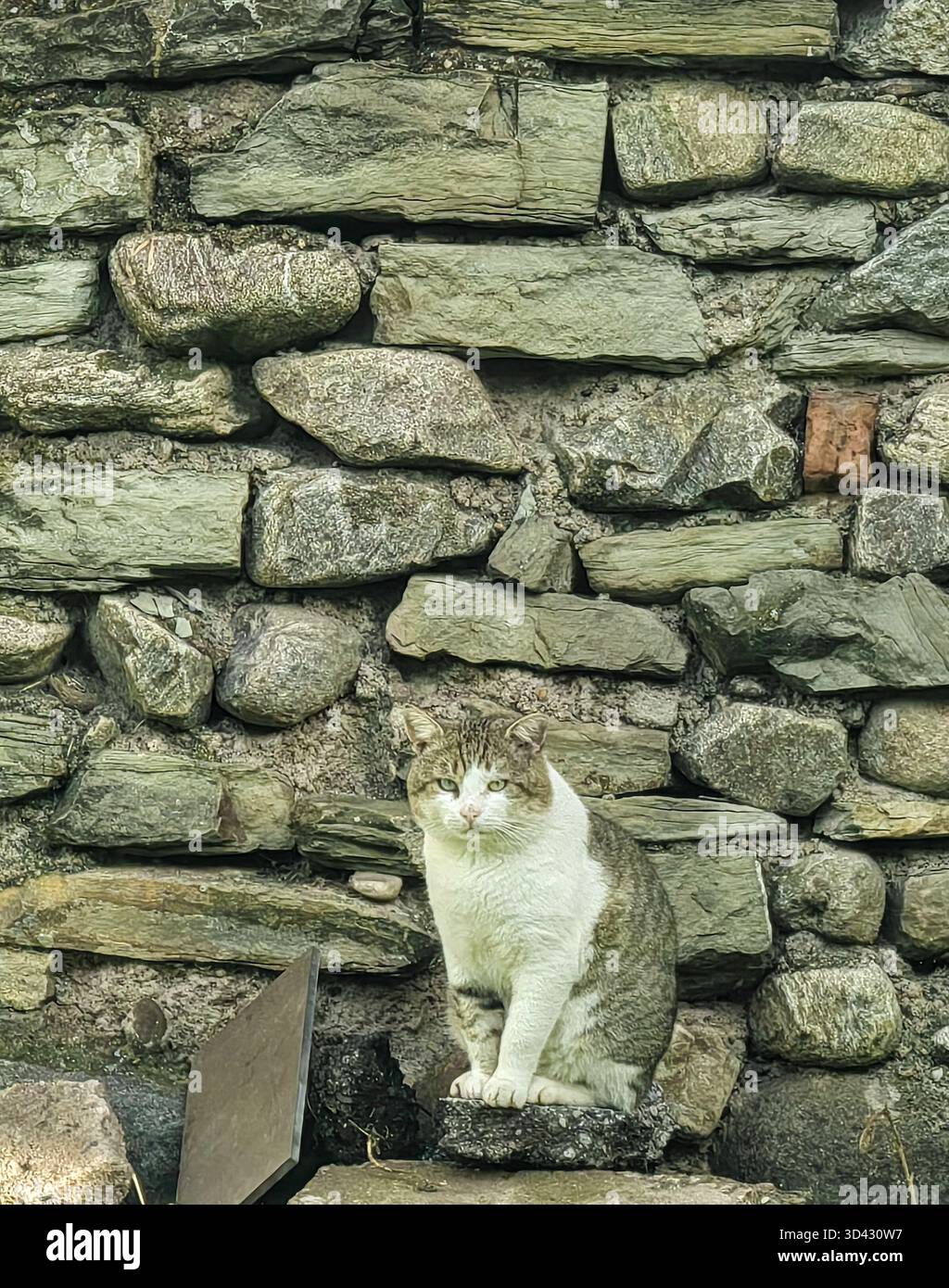Straßenkönige in ruhigem Pelz. Stockfoto