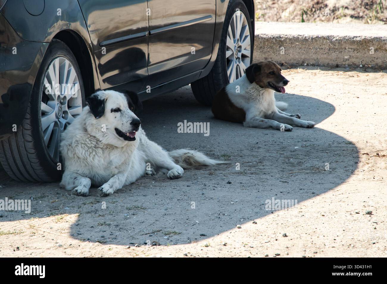 Zwei verlassene Hunde ruhen unter einem Auto, was das Wohlergehen der Tiere, die Rettung und die Notwendigkeit einer Adoption unterstreicht Stockfoto