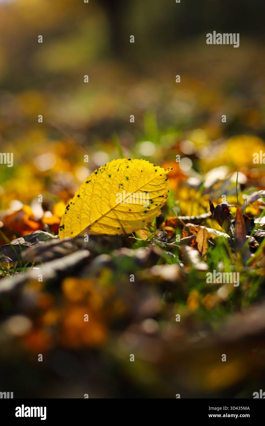 Im Herbst Laub auf dem Boden Stockfoto